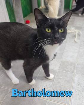 Bartholomew -  Domestic Short Hair Cat for Adoption in Rome, Georgia - Bartholomew | PetCurious