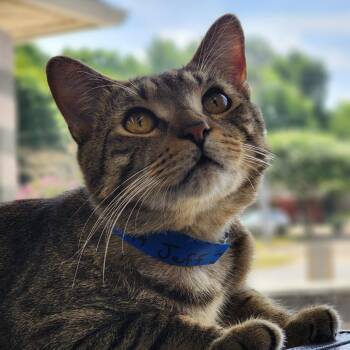 Jeff -  Domestic Short Hair Cat for Adoption in Montgomery, Alabama - Jeff | PetCurious