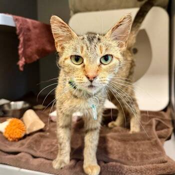 Domestic Short Hair Cats Available for Adoption in Leesburg, Virginia - LADY LUCK | PetCurious