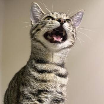 72867 -  Domestic Short Hair Cat for Adoption in Harrisonburg, Virginia - 72867 | PetCurious