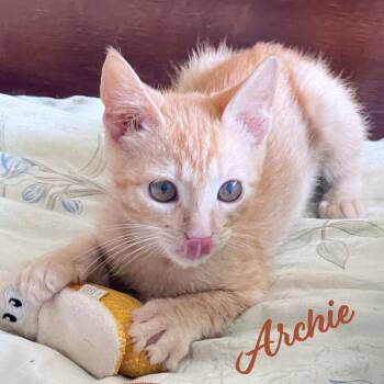 Archie #parkour-champ -  Tabby and Domestic Short Hair Cat for Adoption in Houston, Texas - Archie #parkour-champ | PetCurious