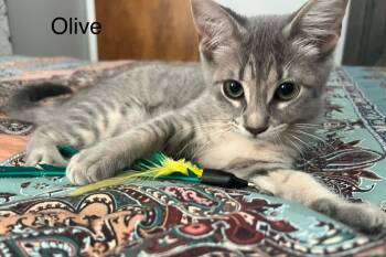 Olive -  Tabby Cat for Adoption in Wyandotte, Michigan - Olive | PetCurious