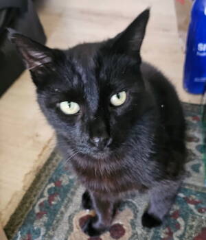 Rescue Bombay and Domestic Short Hair Cats for Adoption in Palo Alto, California - Darcy | PetCurious