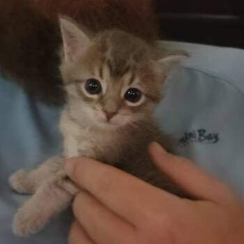 Vinny -  Domestic Medium Hair Cat for Adoption in Portage, Michigan - Vinny | PetCurious
