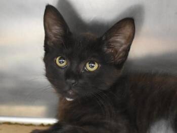 Twix -  Domestic Short Hair Cat for Adoption in Portland, Oregon - Twix | PetCurious