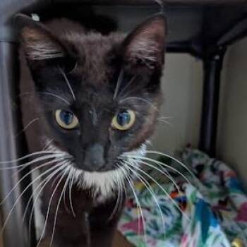 Sardine -  Domestic Short Hair Cat for Adoption in Jeffersonville, Indiana - Sardine | PetCurious