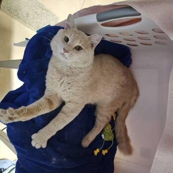 Rescue Domestic Medium Hair Cats for Adoption in Sandy Springs, Georgia - Marley | PetCurious