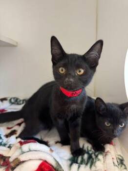 Mary -  Domestic Short Hair Cat for Adoption in Oakland, California - Mary | PetCurious