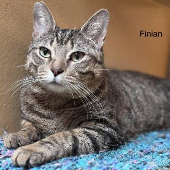 Domestic Short Hair Cats Available for Adoption - Finian | PetCurious