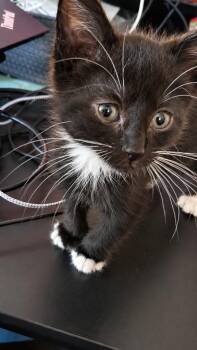 Slinky -  Domestic Short Hair Cat for Adoption in Millcreek, Utah - Slinky | PetCurious