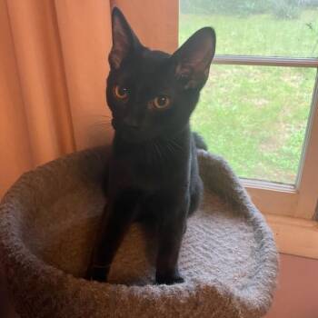 Thorton -  Domestic Short Hair Cat for Adoption in Tallahassee, Florida - Thorton | PetCurious