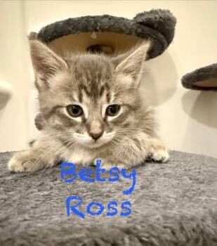 Betsy Rossblue -  Domestic Short Hair Cat for Adoption in Fort Collins, Colorado - Betsy Rossblue | PetCurious