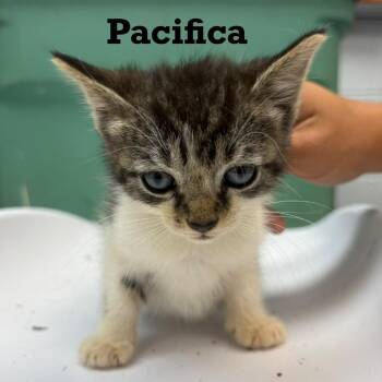 Pacifica -  Domestic Short Hair Cat for Adoption in Parkersburg, West Virginia - Pacifica | PetCurious