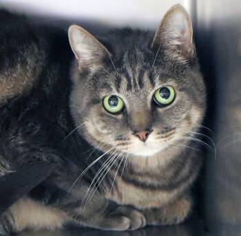 Pluto (AO37528) -  Domestic Short Hair Cat for Adoption in Kansas City, Kansas - Pluto (AO37528) | PetCurious