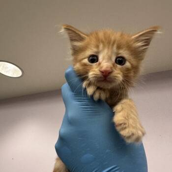 Miel -  Domestic Medium Hair Cat for Adoption in Los Angeles, California - Miel | PetCurious