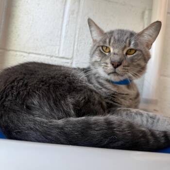 Brillo -  Domestic Short Hair Cat for Adoption in Chicago, Illinois - Brillo | PetCurious