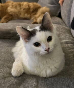 Rescue Domestic Long Hair Cats for Adoption in Knoxville, Tennessee - Winston | PetCurious