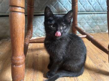 Alex Shelton CS 0426 -  Domestic Short Hair Cat for Adoption - Alex Shelton CS 0426 | PetCurious