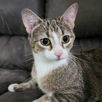 Domestic Short Hair Cats Available for Adoption in Centerville, Tennessee - Daphne | PetCurious