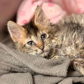 Clara 3 -  Domestic Long Hair Cat for Adoption in Cumming, Georgia - Clara 3 | PetCurious