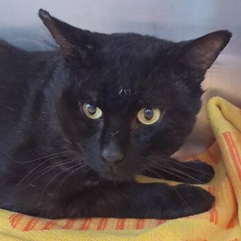 Night -  Domestic Medium Hair Cat for Adoption in Murray, Utah - Night | PetCurious