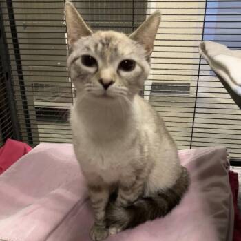Dawn -  Siamese Cat for Adoption in Dekalb, Illinois - Dawn | PetCurious