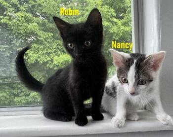 Maxine, Nancy and Robin -  Domestic Short Hair Cat Available for Adoption in Melrose, Massachusetts - Maxine, Nancy And Robin | PetCurious