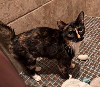 Rescue Domestic Short Hair Cats for Adoption in Mustang, Oklahoma - Xena | PetCurious