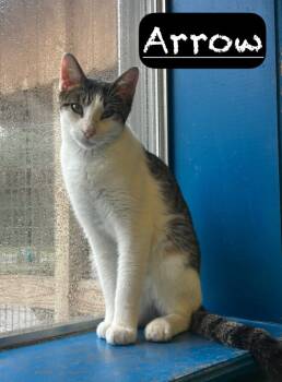 Rescue Domestic Short Hair Cats for Adoption in Maumelle, Arkansas - Arrow | PetCurious