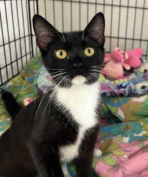 Tuxedo Cats Available for Adoption - Polka | PetCurious