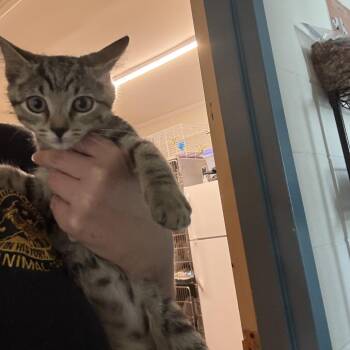 Mini -  American Shorthair Cat for Adoption - Mini | PetCurious