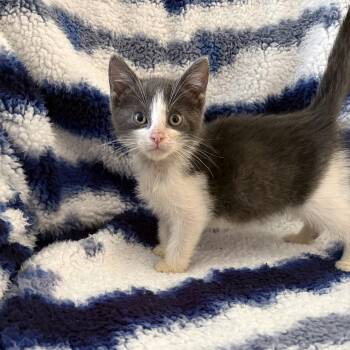 Domestic Short Hair Cats Available for Adoption in Mastic, New York - Senna | PetCurious
