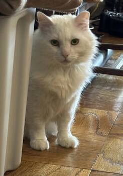 Winter -  Domestic Short Hair Cat for Adoption in Boston, Massachusetts - Winter | PetCurious