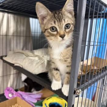 Frankie -  Domestic Short Hair Cat for Adoption in Albemarle, North Carolina - Frankie | PetCurious