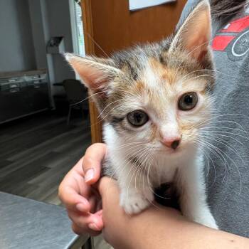 Hermione -  American Shorthair Cat for Adoption in Greenfield, Indiana - Hermione | PetCurious