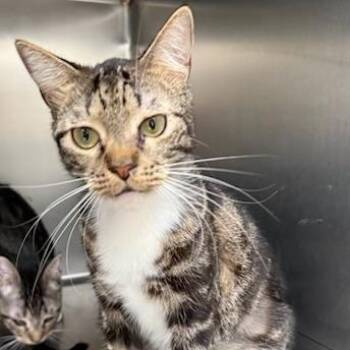 Bowie -  Domestic Short Hair Cat for Adoption in Jupiter, Florida - Bowie | PetCurious