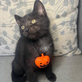 Halsin -  Domestic Short Hair Cat for Adoption in Greenville, South Carolina - Halsin | PetCurious