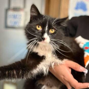 Domestic Long Hair Cats Available for Adoption in San Pablo, California - Botitas | PetCurious