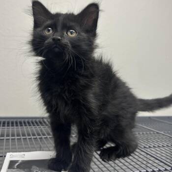 Dolly -  Domestic Short Hair Cat for Adoption in Hannibal, Missouri - Dolly | PetCurious