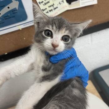 Marsha -  Domestic Short Hair Cat for Adoption in Edinburg, Texas - Marsha | PetCurious