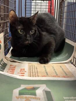 Domestic Short Hair Cats Available for Adoption - A2769008 | PetCurious