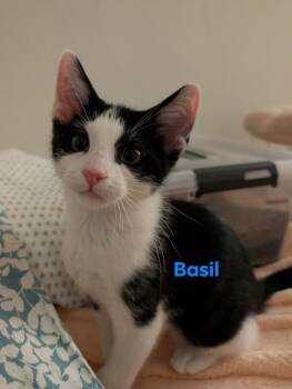 Domestic Short Hair Cats Available for Adoption in Champaign, Illinois - Basil | PetCurious
