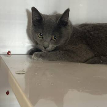 Domestic Short Hair Cats Available for Adoption - Oliver | PetCurious