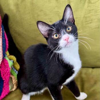 Rescue Tuxedo and Domestic Short Hair Cats for Adoption in Tulsa, Oklahoma - Cami | PetCurious