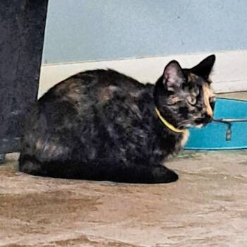 Domestic Short Hair Cats Available for Adoption - Minky | PetCurious