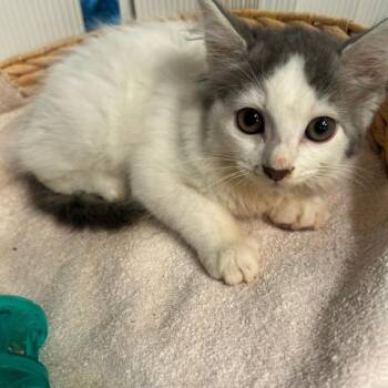 Domestic Long Hair Cats Available for Adoption in League City, Texas - Jersey | PetCurious