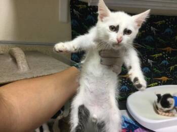 PANDA -  Domestic Long Hair Cat for Adoption in Riverside, California - PANDA | PetCurious