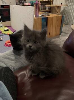 Domestic Long Hair Cats Available for Adoption in Fort Collins, Colorado - Sonja | PetCurious