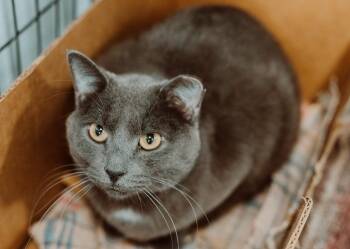 Rescue Domestic Short Hair Cats for Adoption in Le Mars, Iowa - Tommy | PetCurious