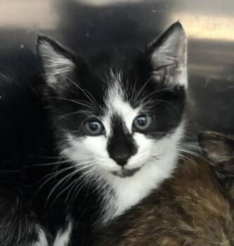 Owlet -  Domestic Short Hair Cat for Adoption in Golden, Colorado - Owlet | PetCurious